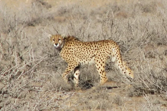 Donate to cheetah conservation