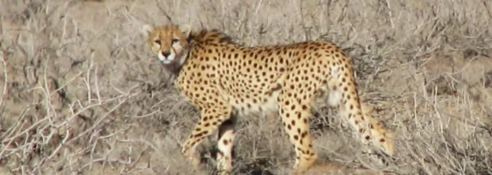 Donate to cheetah conservation